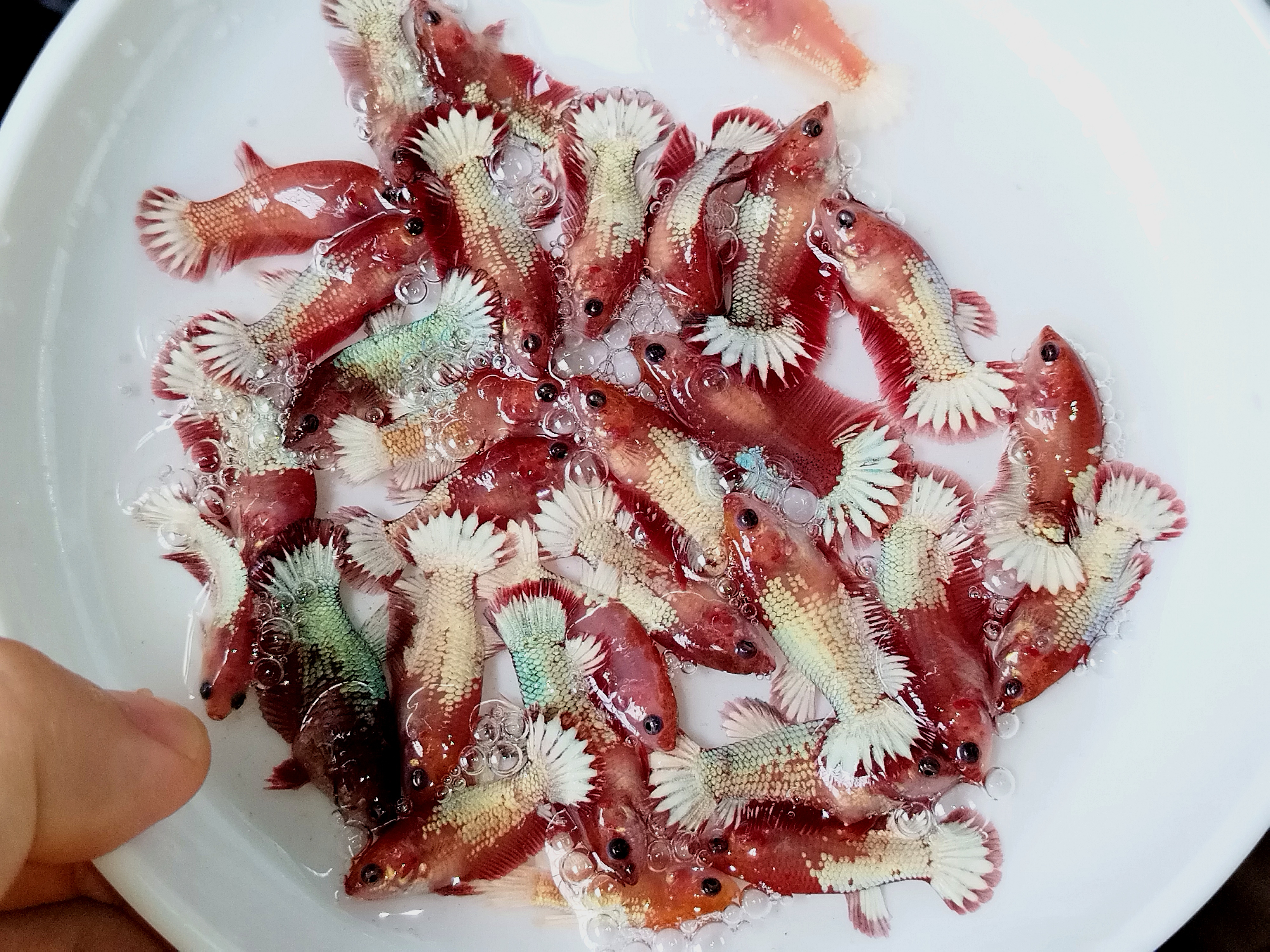 ①直播间 选购 斗鱼鱼苗 亚成鱼 