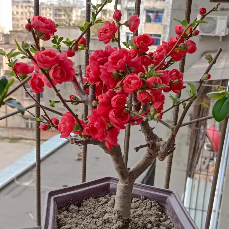 【超级大福利】八年苗红宝石长寿冠海棠花盆栽树苗重瓣庭院植物花卉