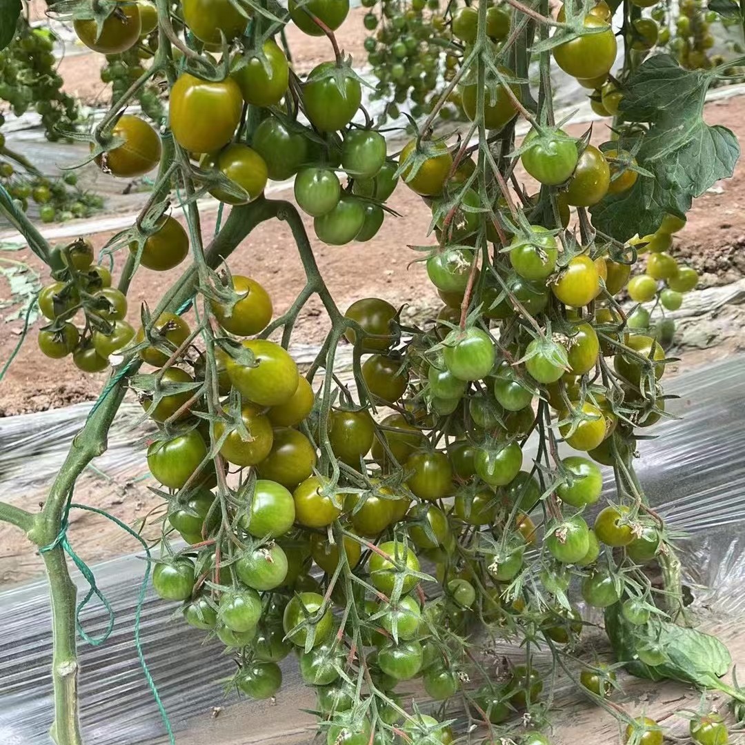 阳台青甜2号番茄穴盘苗小盆栽