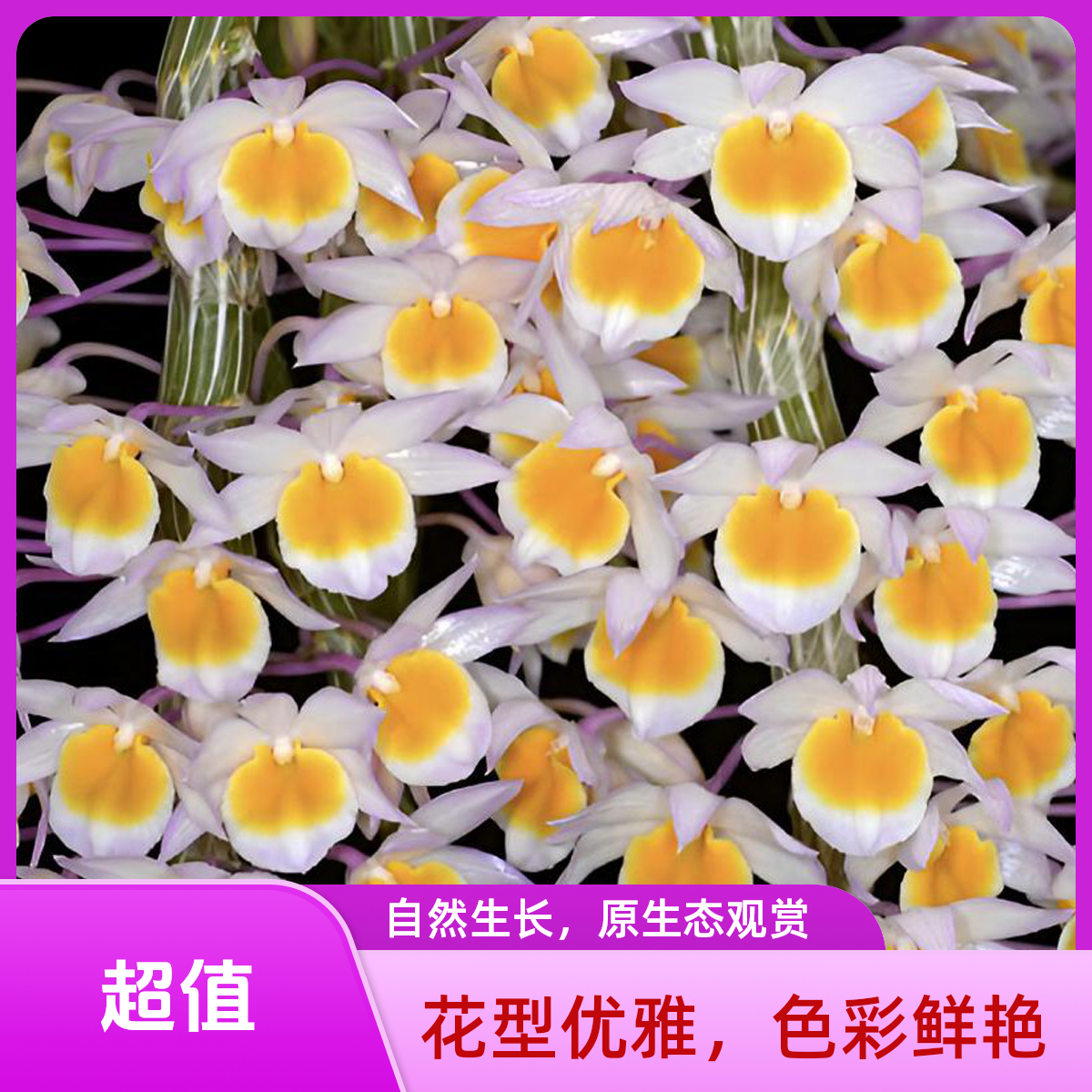 玫瑰石斛/观赏花卉绿植/花期长/易成活/花朵可食用/室内外可养殖