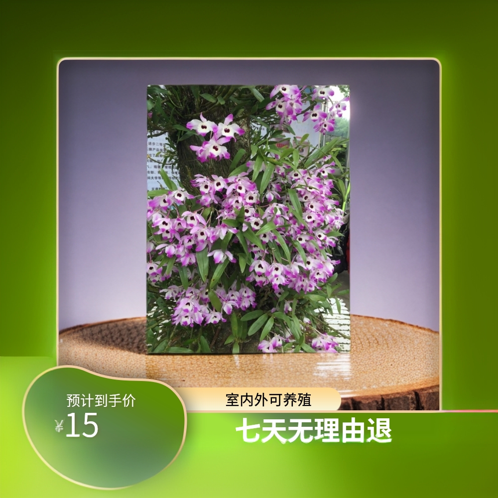 石斛花卉/易成活/室内外可养殖/观赏价值高