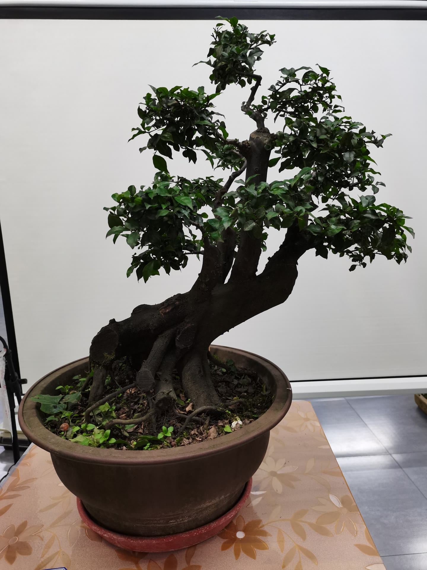 金弹子年功成品老母桩