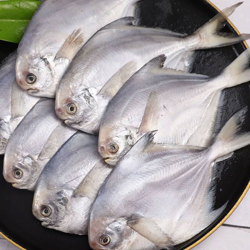 【大连湾渤海银鲳鱼】3.8斤《牛凯推荐》