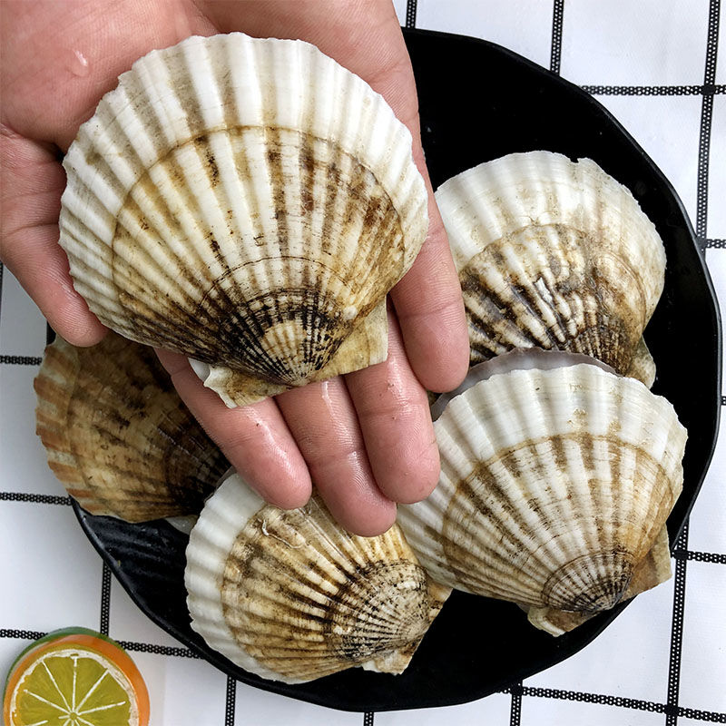 【大连湾夏夷贝】大连小船近海野生3斤发货