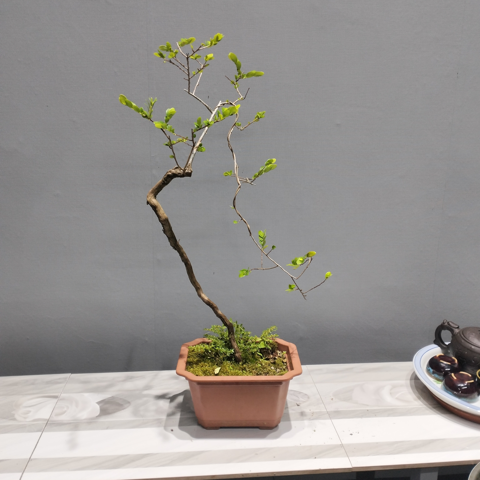 精品级山格木盆栽