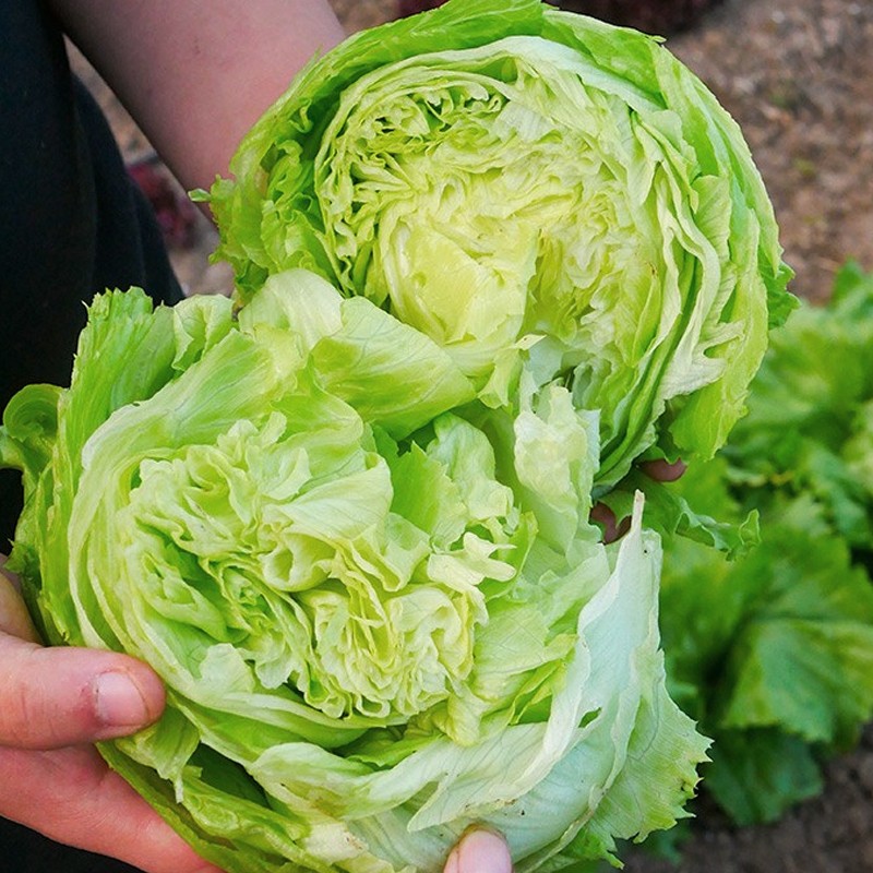 结球生菜种籽阳台盆栽春季夏秋季蔬菜意大利球圆生菜四季种子孑