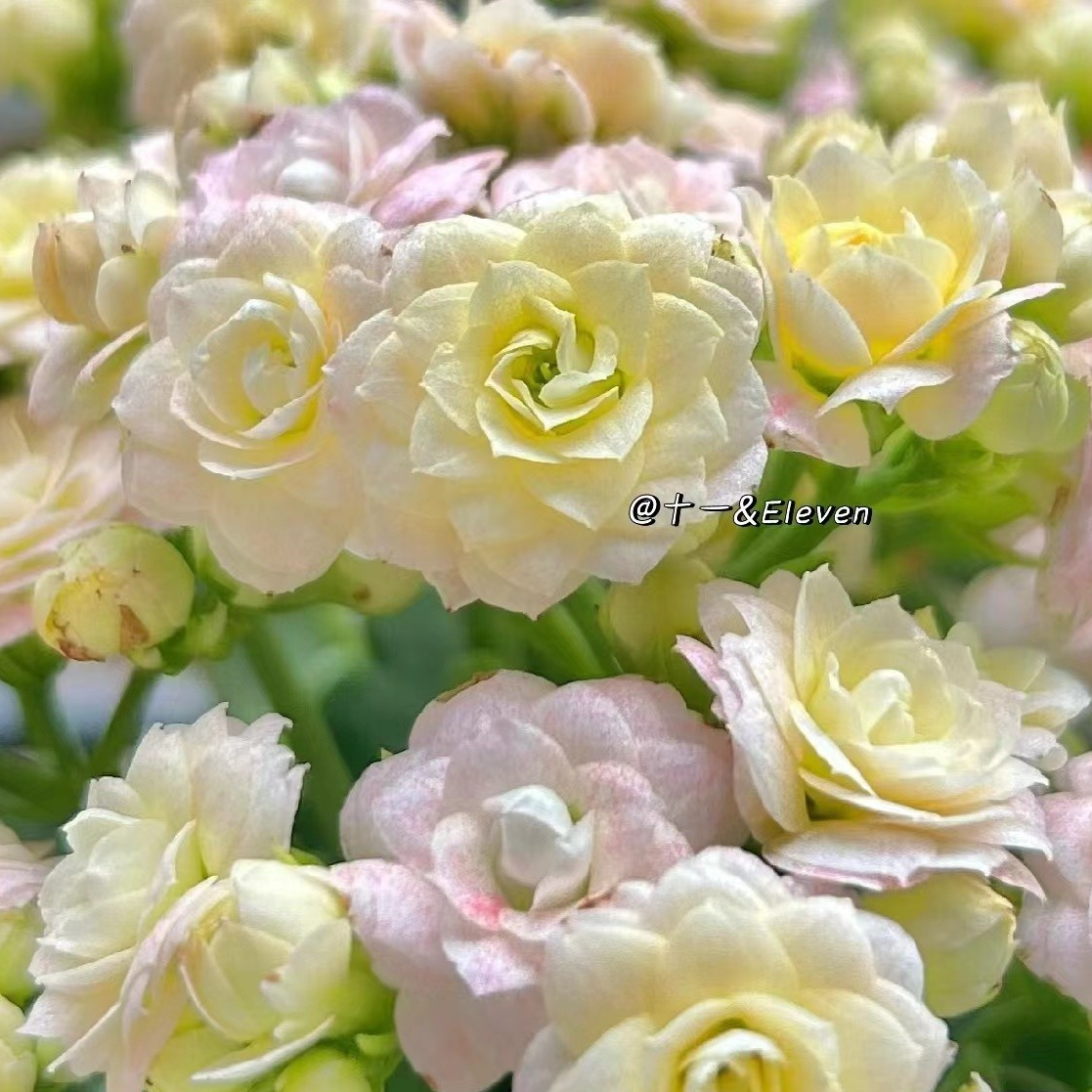 绝美钻石 白月影~精品盆栽重瓣带花苞室内养殖懒人花卉