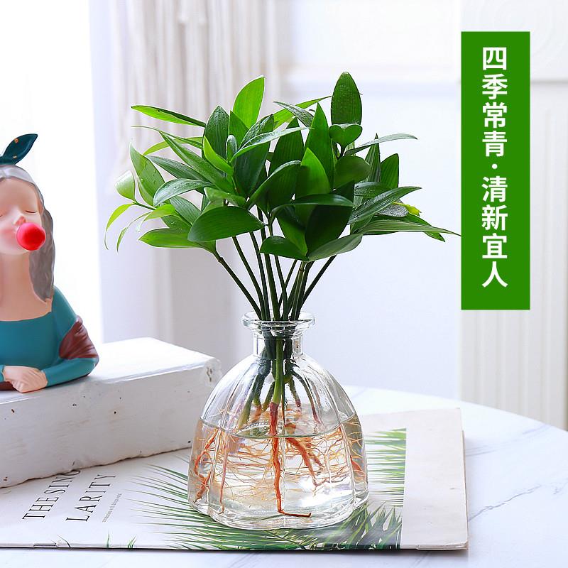 办公室养眼小绿植竹柏盆栽四季养好活花卉懒人桌面水培观叶植物