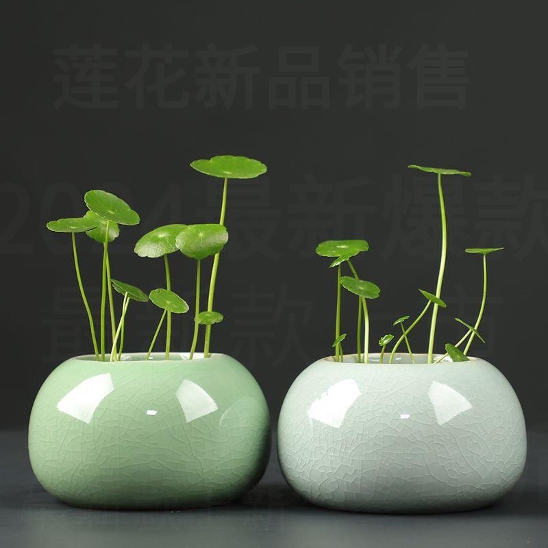 连屋家陶瓷 开片陶瓷水培小花盆铜钱草花器小清新容器桌面花盆档