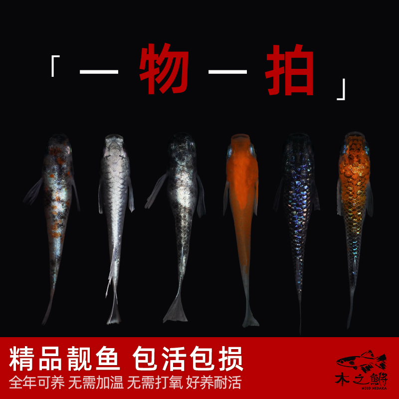 观背青鳉一物一拍 迷你小型冷水观赏鱼家养不打氧耐活木之鳉