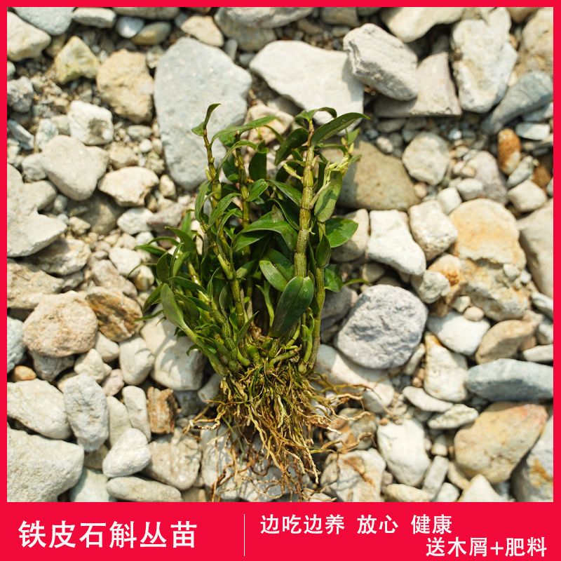 雁荡山铁皮石斛兰盆栽绿植春夏季开花庭院DIY种植窗台栽培 养生