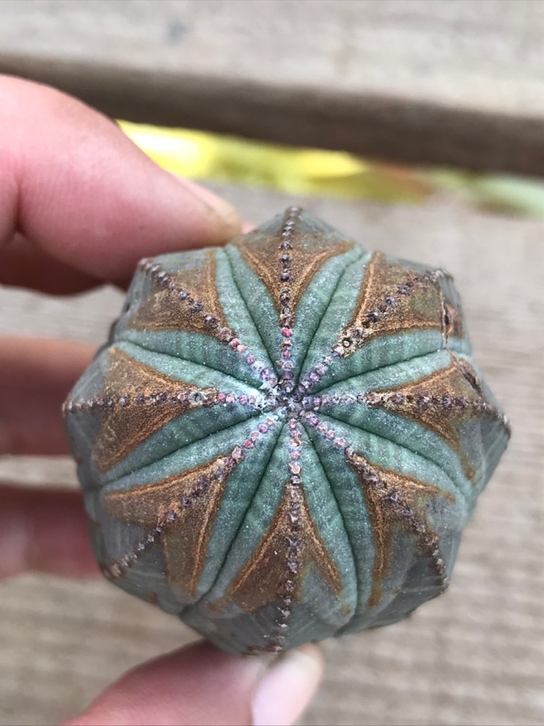 多肉植物块根布纹球