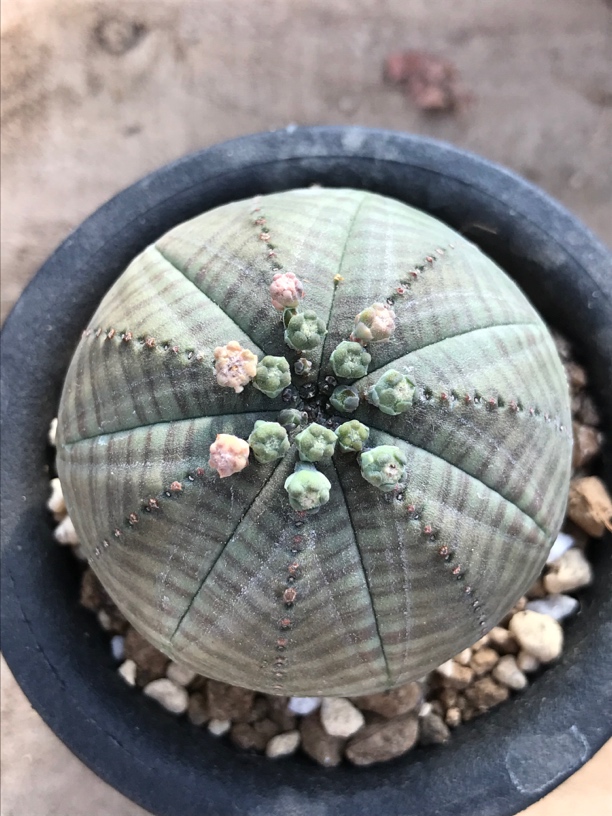 多肉块根植物布纹球