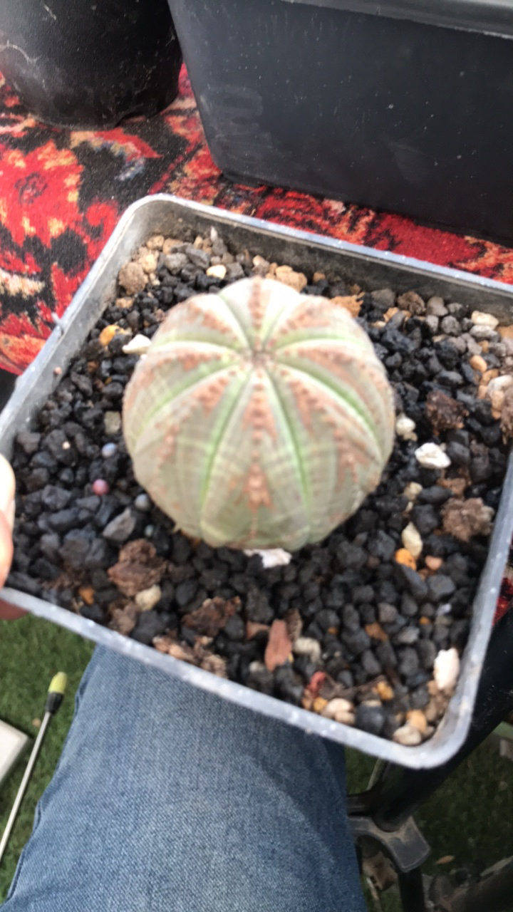 欧系实生布纹球实生