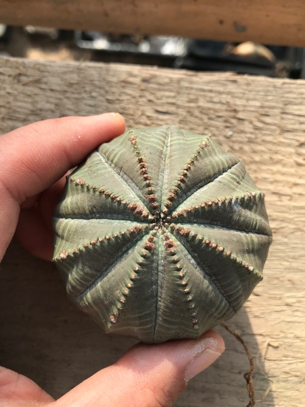 多肉植物块根布纹球