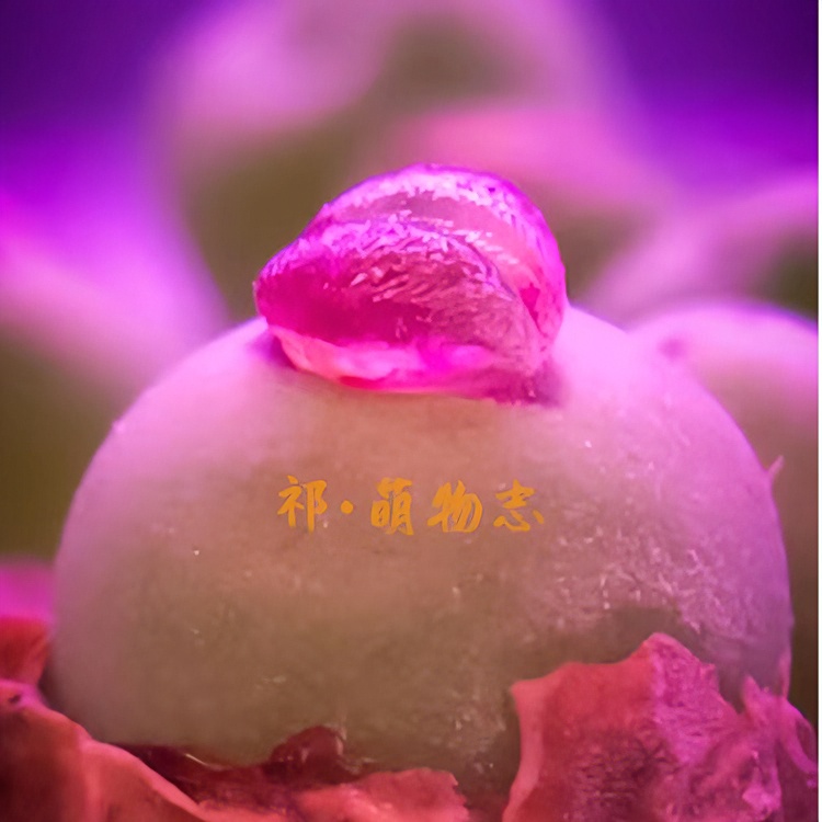 萌物志肉锥植物补差价专拍