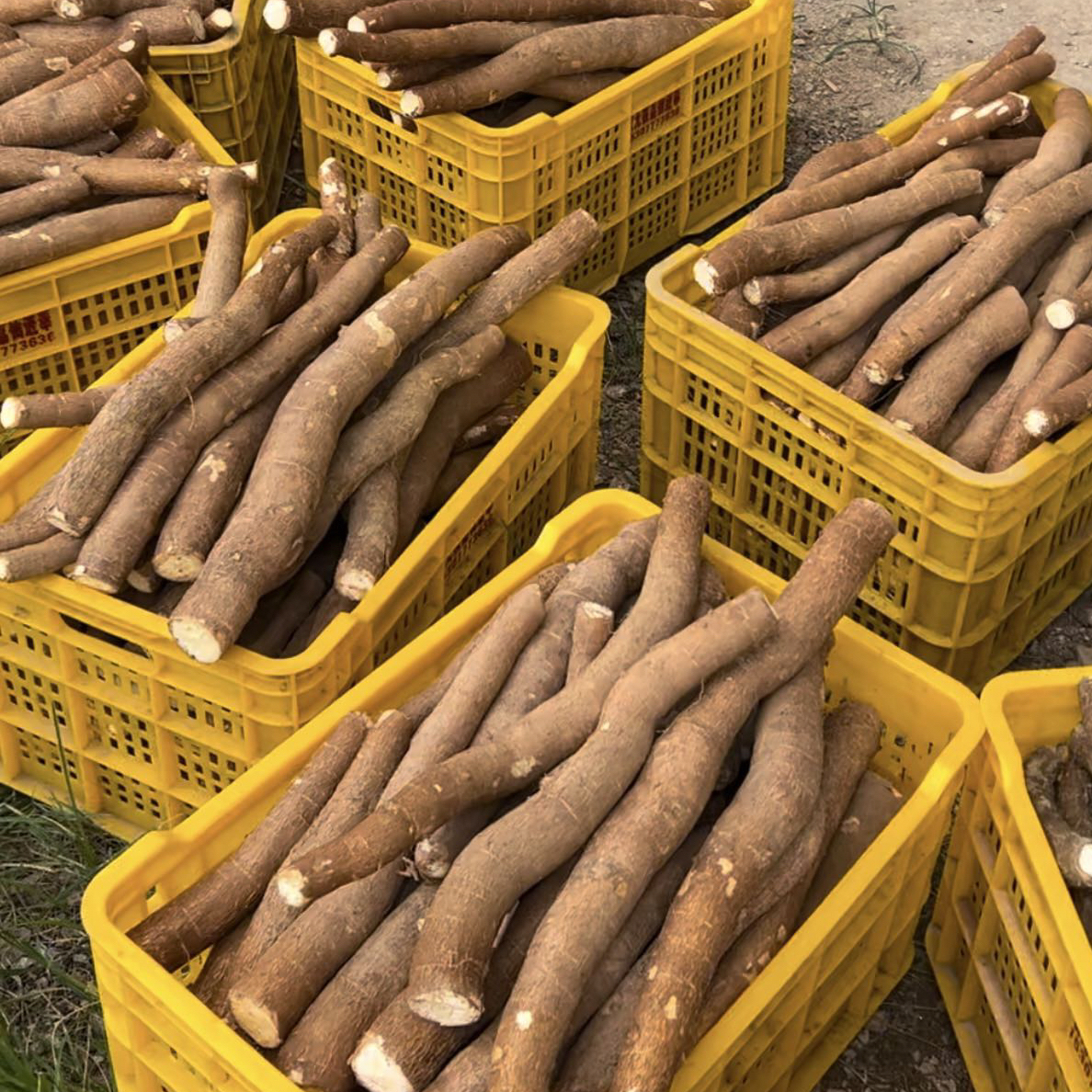 【带皮50斤】正宗广西黄肉木薯新鲜现挖现发黄心粉软糯糖水店同款