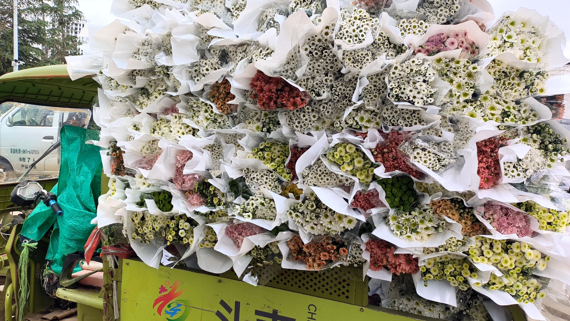 小菊