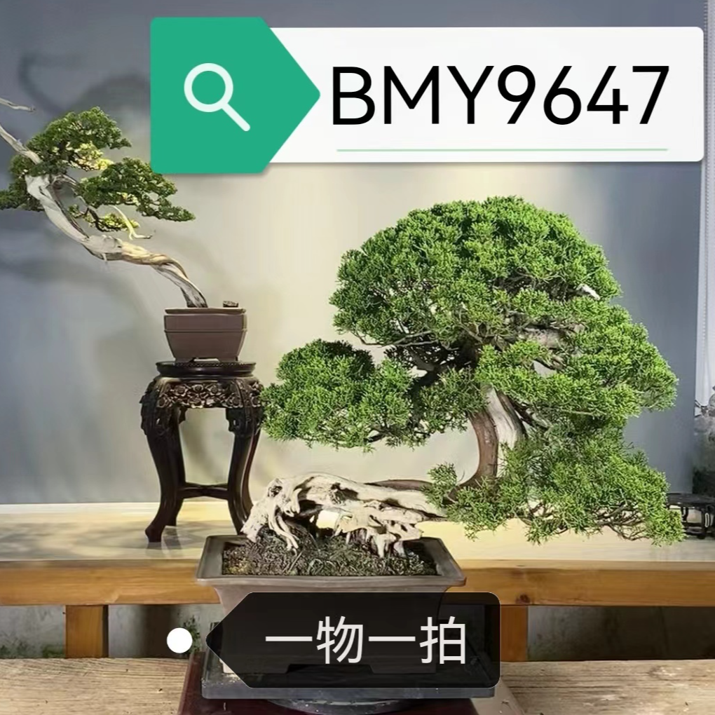 柏树 宫版系鱼川盆景真柏