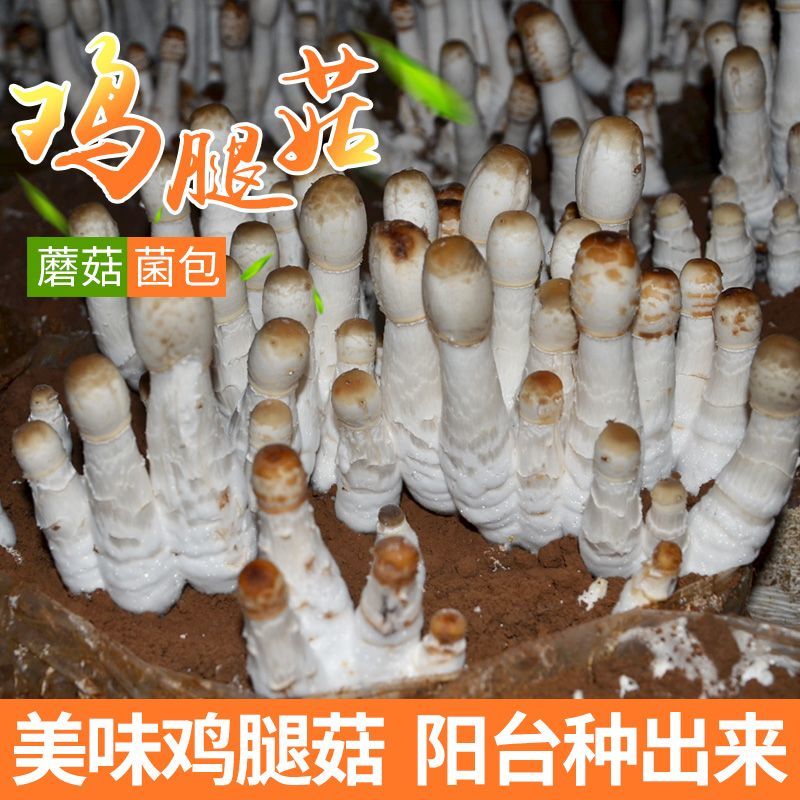【小扬哥专属】不出包赔鸡腿菇食用菌菌包蘑菇种植菌包阳台趣味种