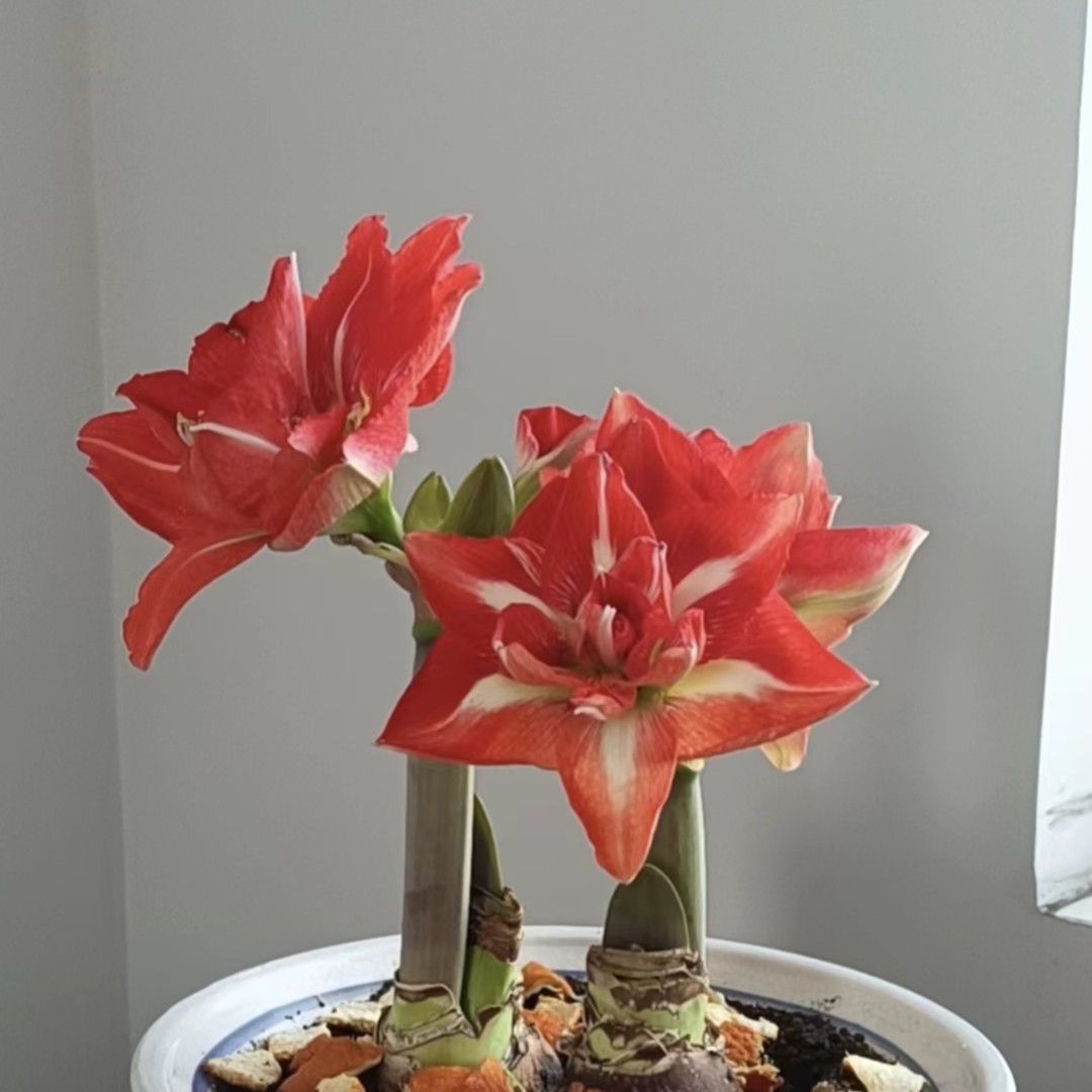 快乐仙女种球荷兰进口朱顶红当年开花绿植花卉盆栽春季四季栽培