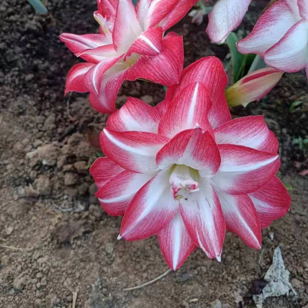 荷兰进口朱顶红花孔雀当年开花重瓣碧轩苑进口朱顶红