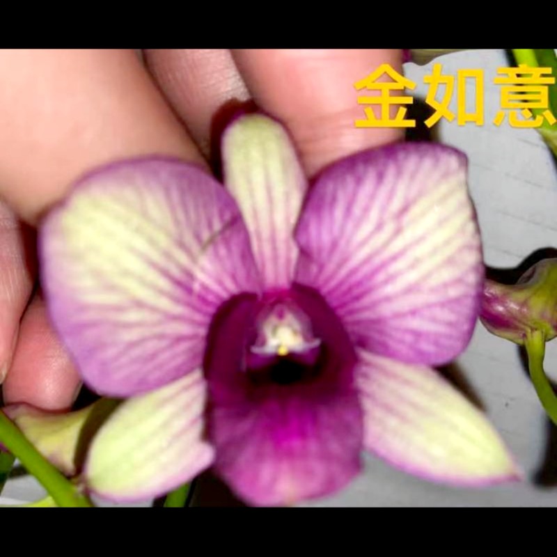  金如意秋石斛 家庭养兰好养活 原土原盆发货阳台庭院兰花走廊