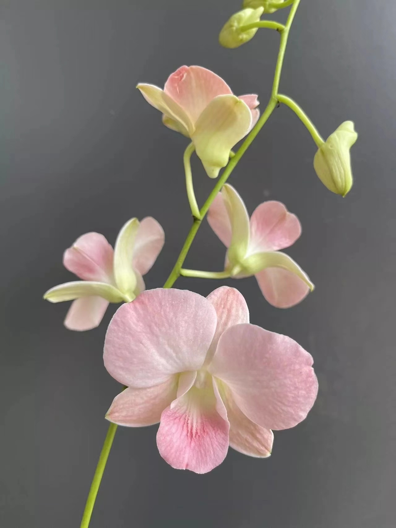 大蜜桃秋石斛 家庭养兰好养活 原土原盆发货阳台庭院兰花走廊粉色