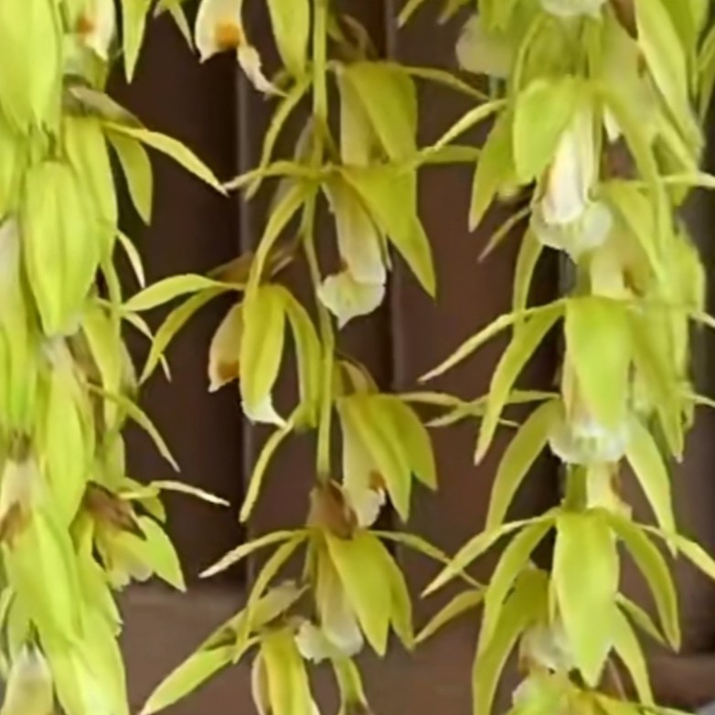 泰国香花贝母兰 带盆发货 好养易养绿植 阳台绿植花卉养护种植
