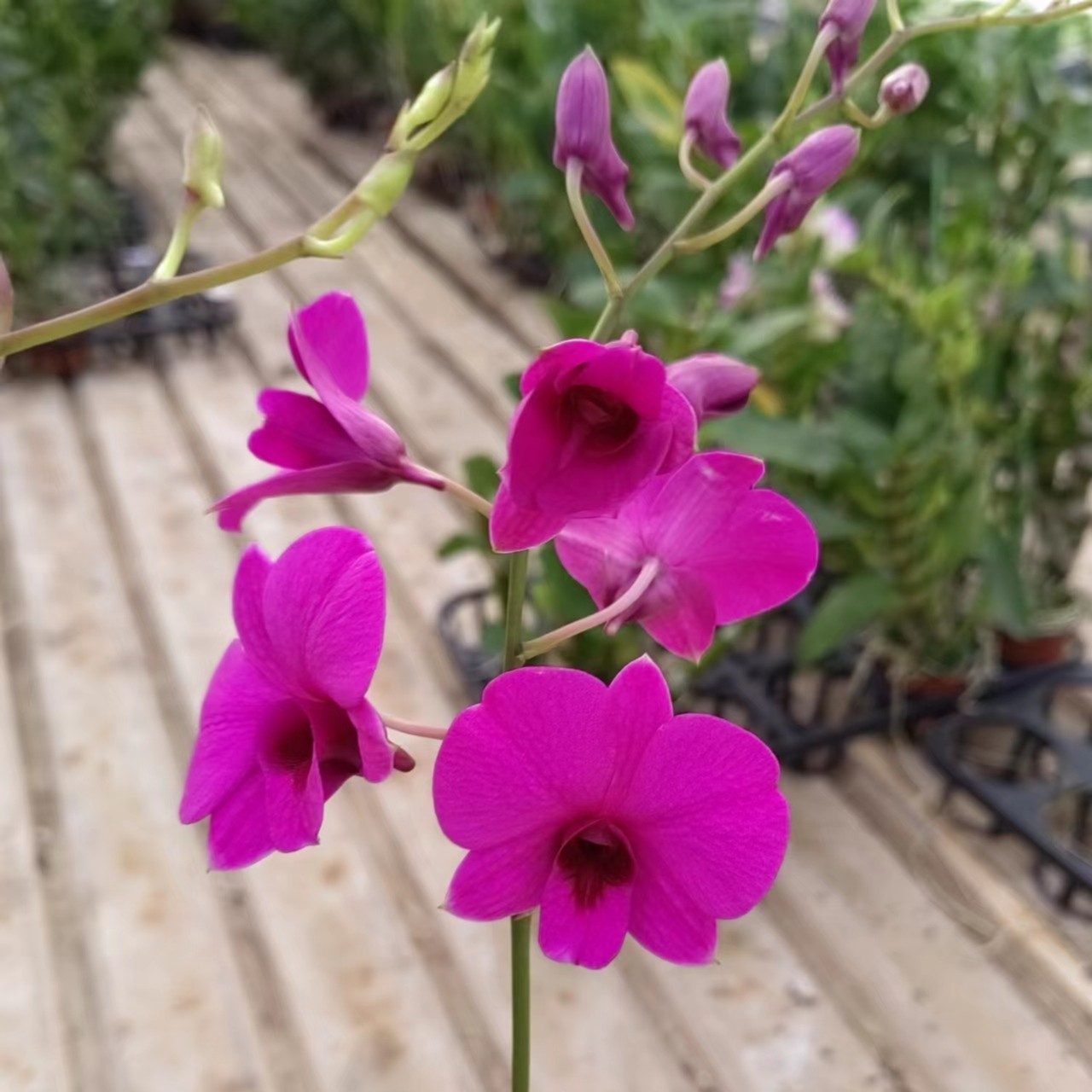 朝阳红（秋石角斗）  花卉绿植盆栽原杯原盆发货