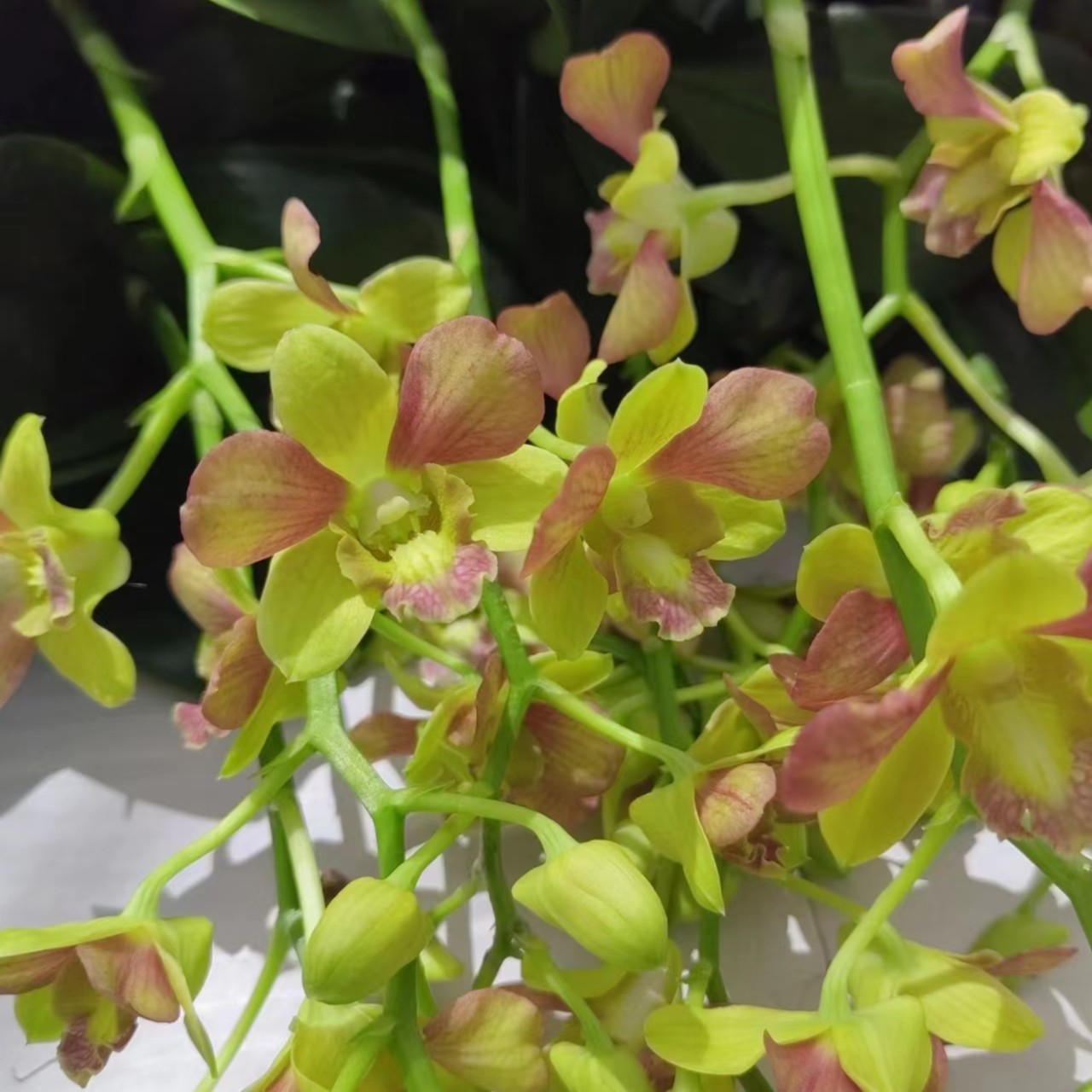 黄天使（ 秋石斛） 软盆盆栽夏季室内茶几好养兰花植物花卉