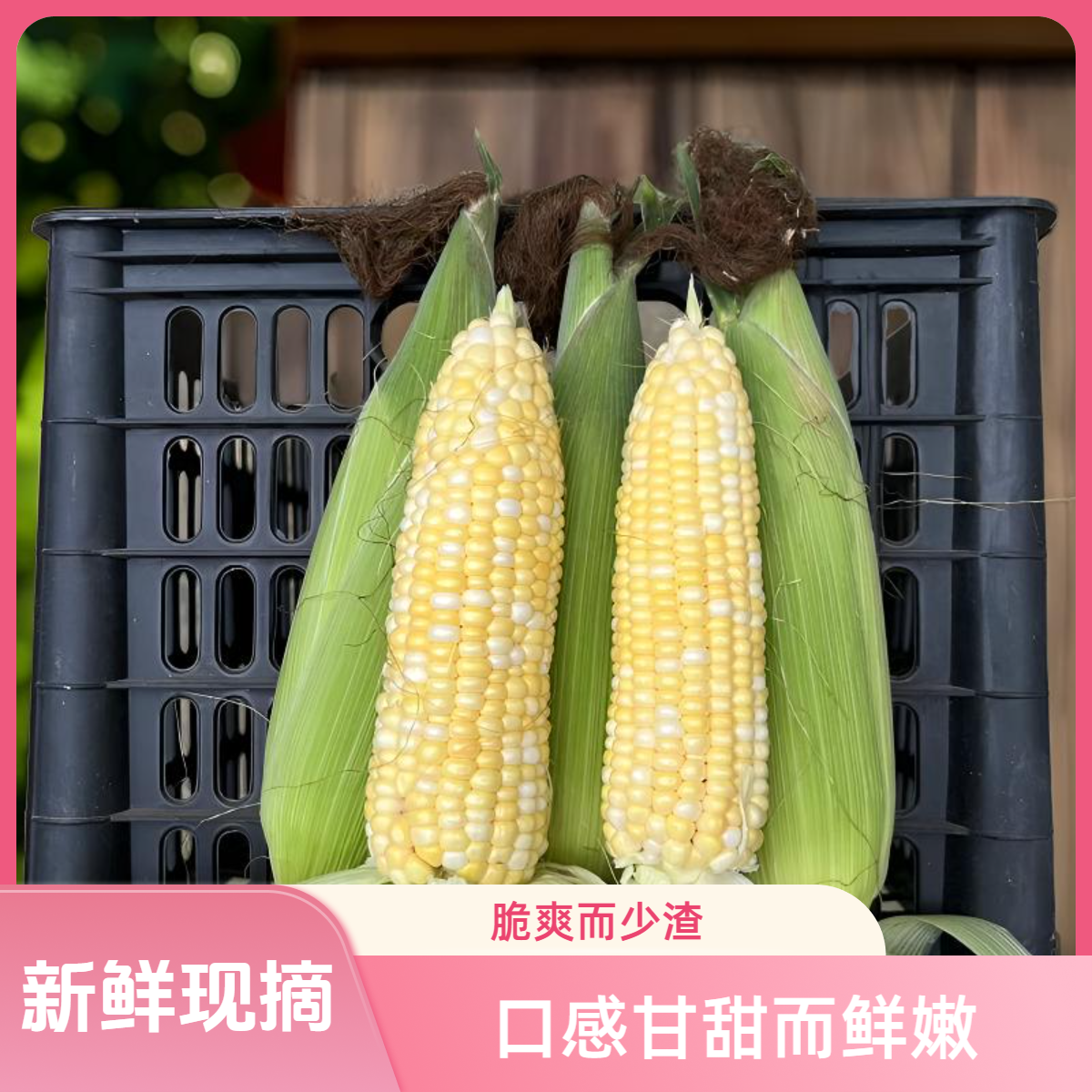 新鲜现摘甜玉米颗粒饱满香甜鲜嫩生吃口感鲜甜多汁榨汁食用