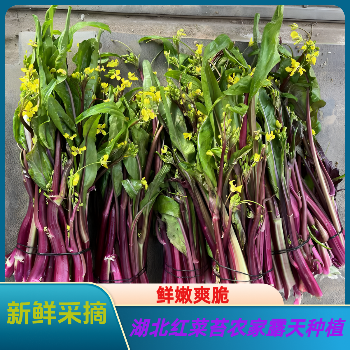 湖北新鲜红菜苔霜打露天种植甜脆爽口鲜嫩味道甜美