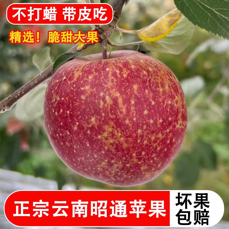 【拯救老品种】正宗昭通冰糖心丑苹果红富士产地直销甜脆多汁应季包