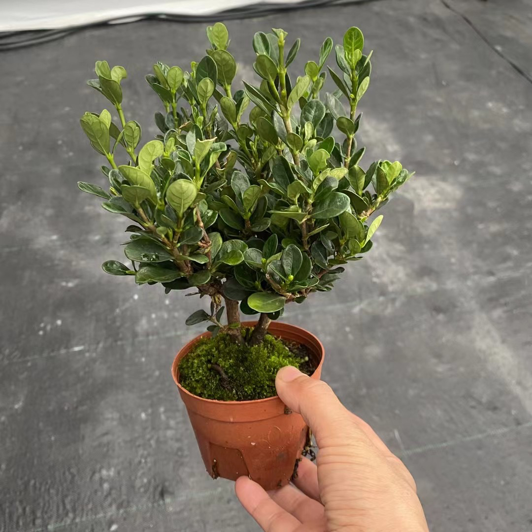 达摩栀子花老盆口90盆带花苞
