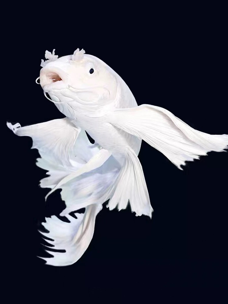 蝴蝶鲤观赏鱼  直播间一对一挑选，以直播间为准