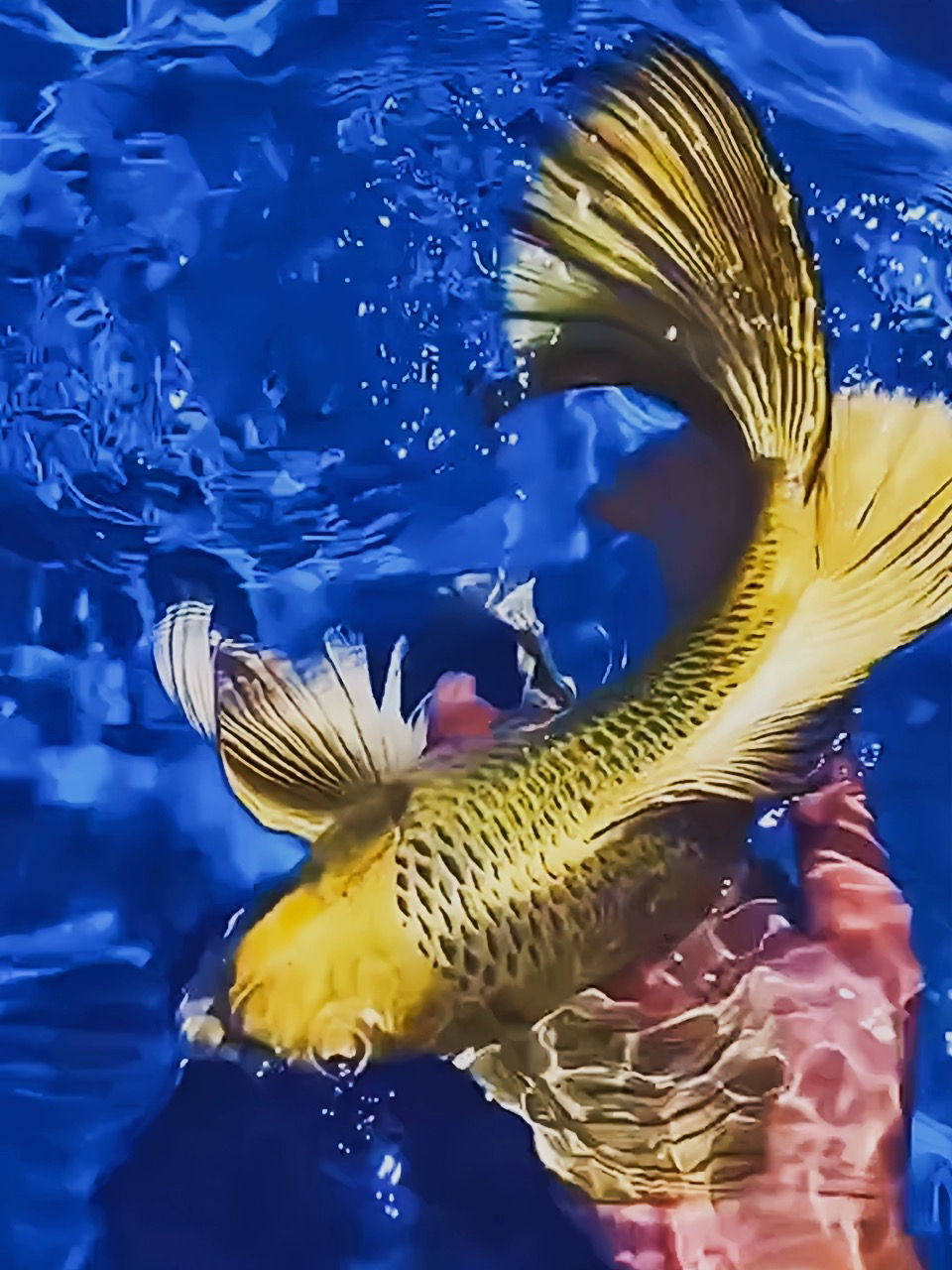 蝴蝶鲤  直播链接 一对一挑选  直播间马印灯效果，介意勿拍