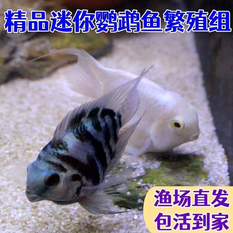 瑕疵漏腮鹦鹉鱼