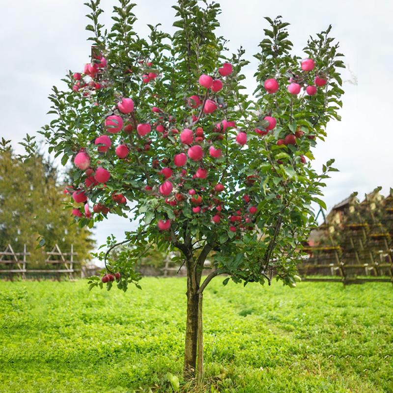 红富士苹果树果苗嫁接冰糖心苹果苗南方北方种植庭院盆栽地栽树苗