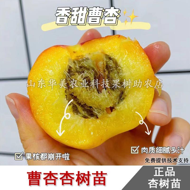 嫁接宁县曹杏树苗香甜软糯杏子苗南方北方庭院种植盆栽地栽果树