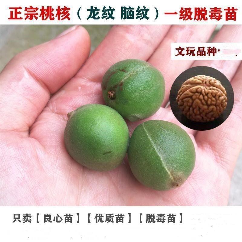 文玩核桃树苗秦岭龙纹桃核苗脑纹桃苗野生雕刻小桃核苗树当年结果