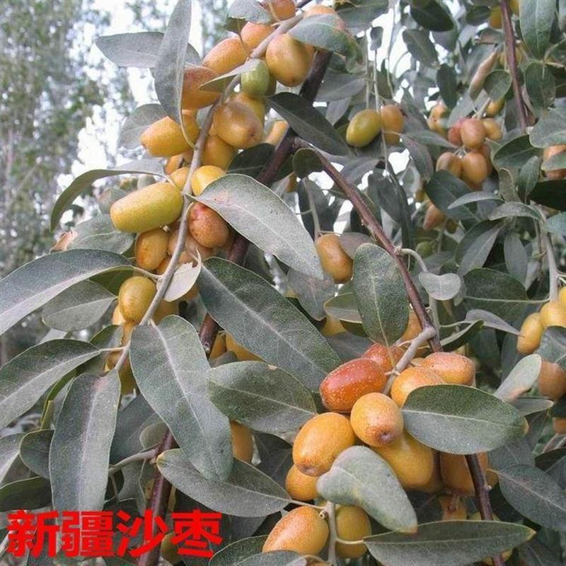 枣树苗 正宗新疆嫁接沙枣枣树苗南北种植当年结果 盆栽地栽果树苗