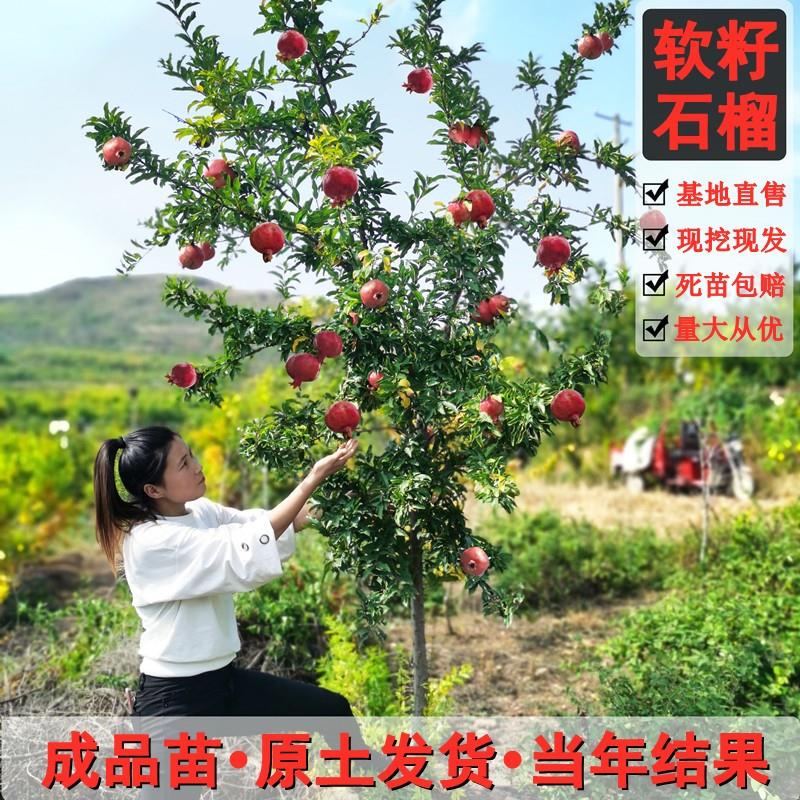 突尼斯软籽石榴树树苗庭院果树苗盆栽地栽石榴树老桩当年结果特大