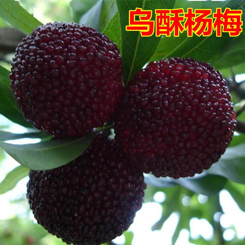 乌梅优良品种-乌酥杨梅树苗嫁接杨梅苗盆栽地栽果树当年结果