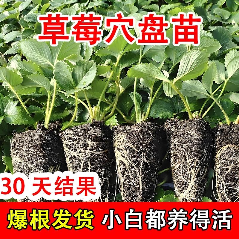 草莓苗穴盘苗四季苗秧盆栽奶油丹东99红颜草梅阳台水果带花带果