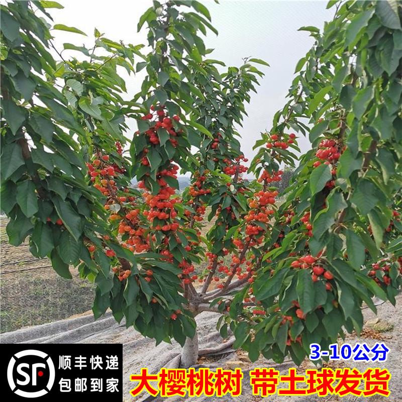 车厘子树苗特大樱桃树带土球地栽庭院盆栽南方北方种植樱桃苗果树