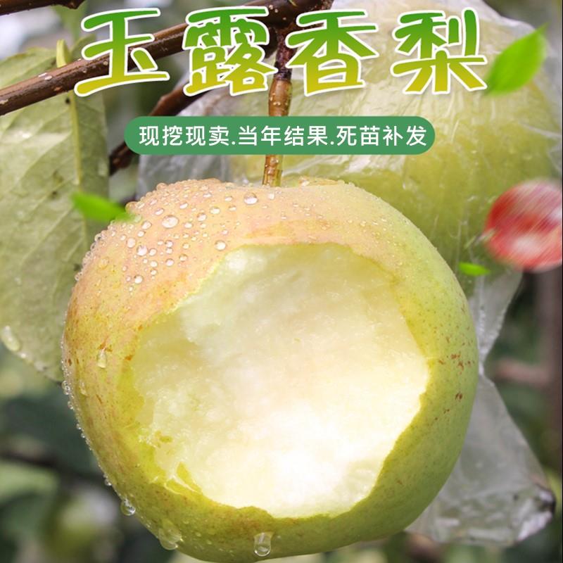 香梨树苖玉露香梨苖带土嫁接梨树苖庭院香梨子苖当年结果树苖