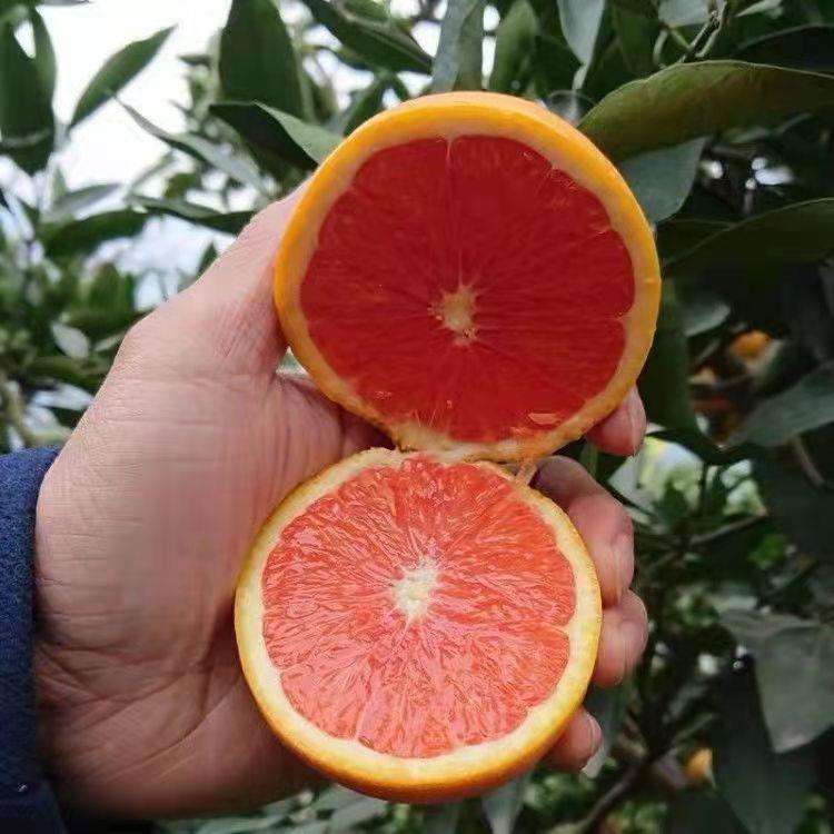 中华红橙血橙苗 红肉脐橙果树苗 甜橙冰糖蜜橙子树 当年结果