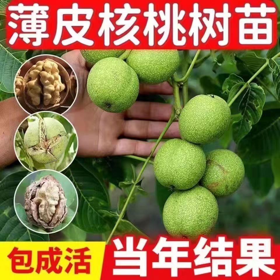 核桃树果苗纸皮薄皮新8518核桃苗文玩核桃果树果苗核桃嫁接果树苗