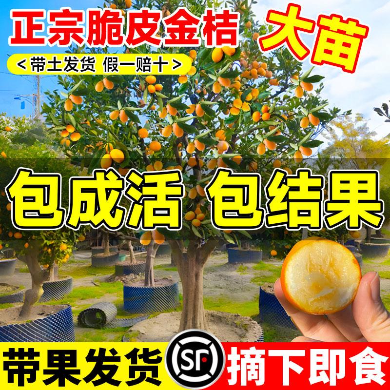 正宗广西脆皮金桔树树苗南北方盆栽庭院地栽带果发当年结果橘子树